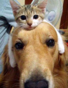 イヌ派　ネコ派