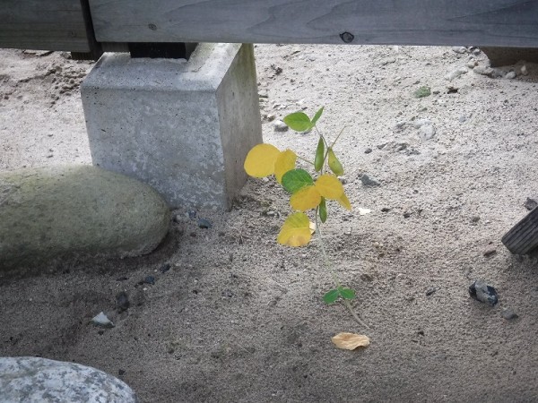 茶豆　？　美味しい　？