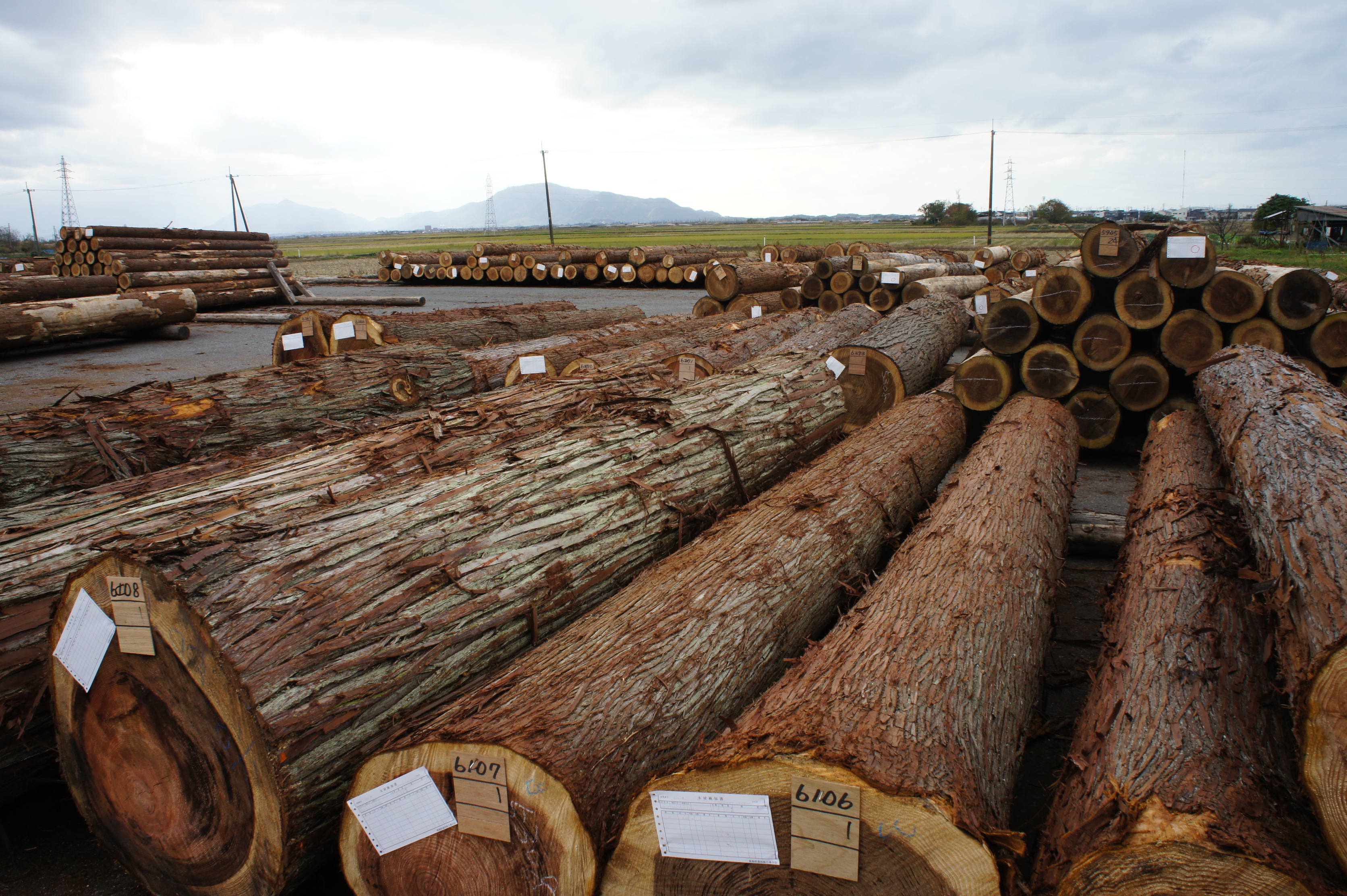 原木せり市に行ってきました！