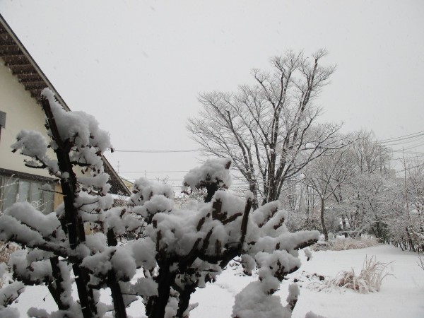 白くなりました