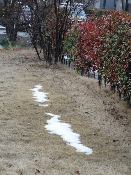 西区は積もりました