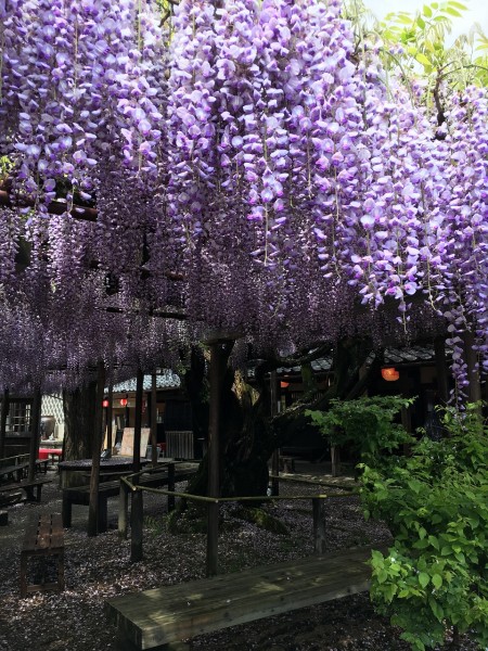 影響を受けているようだ