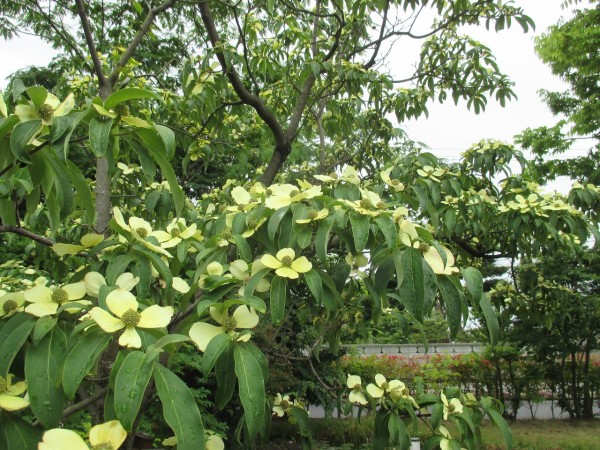 チルチンびと最新号
