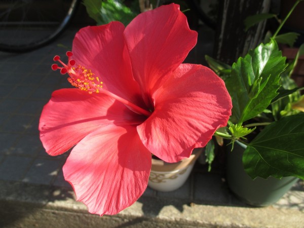 涼しいでしょうか