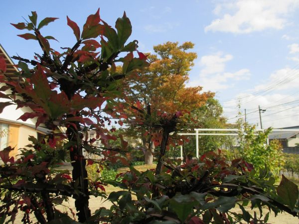 気になっているもの