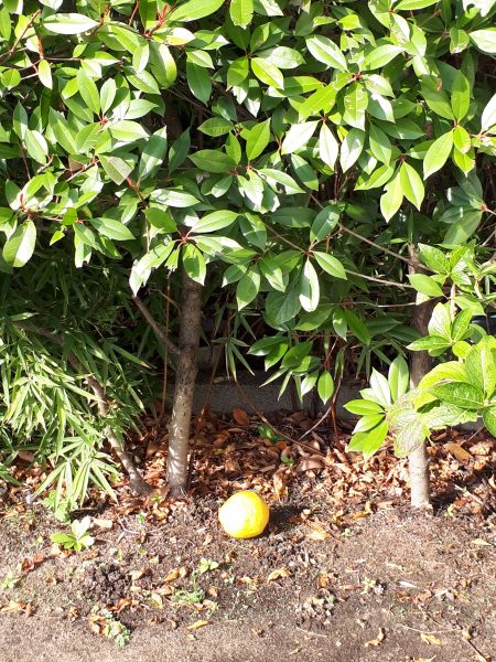 花梨と落ち葉。