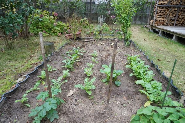 家庭菜園　ⅩⅠ