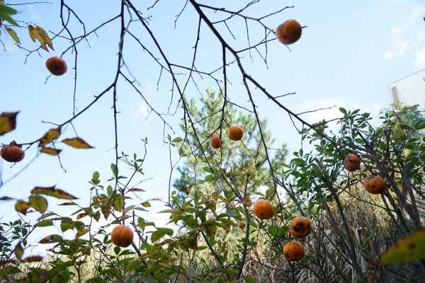 渋柿