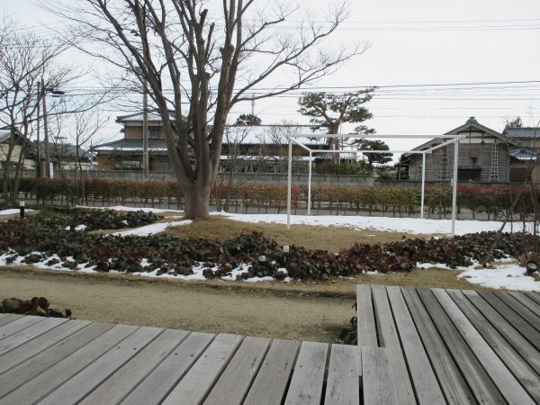 暖冬なのでしょう