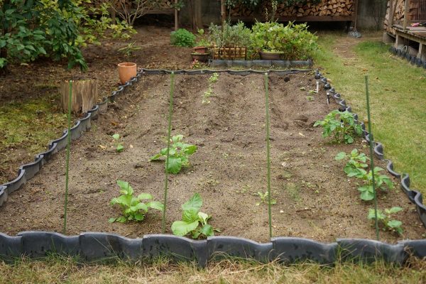 家庭菜園　その五