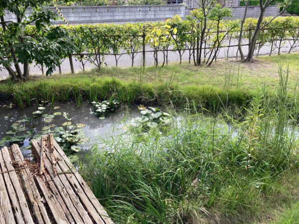 ビオトープの掃除