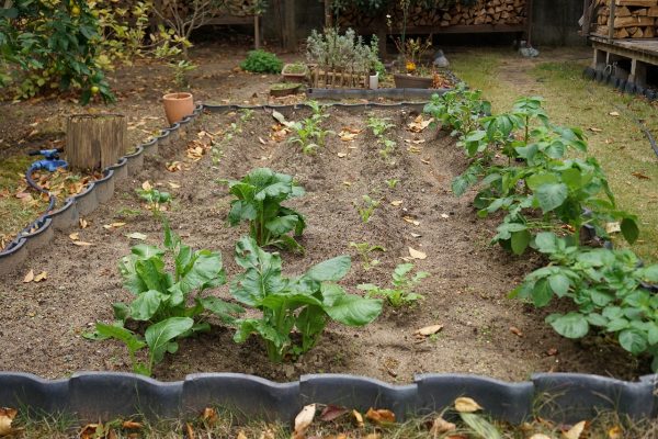 家庭菜園　その六