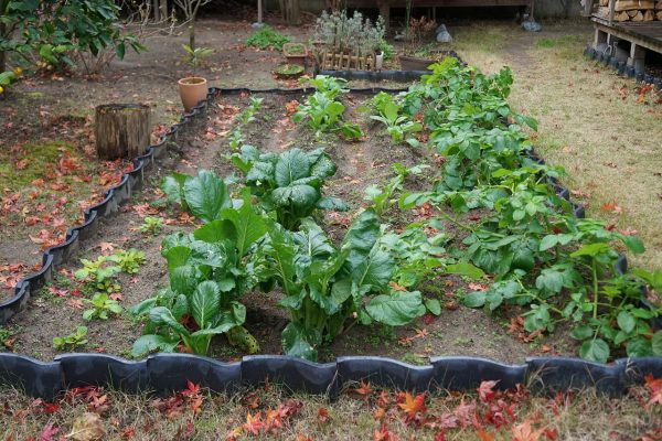 家庭菜園　その七
