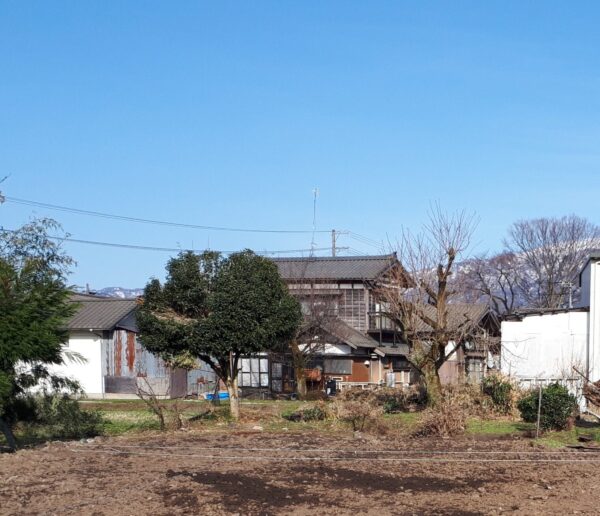 金木犀と八重桜