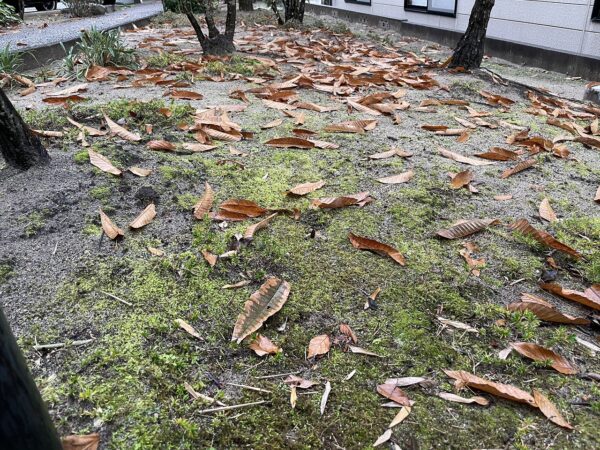 落ち葉