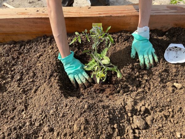 「HARUMACHIガーデン」