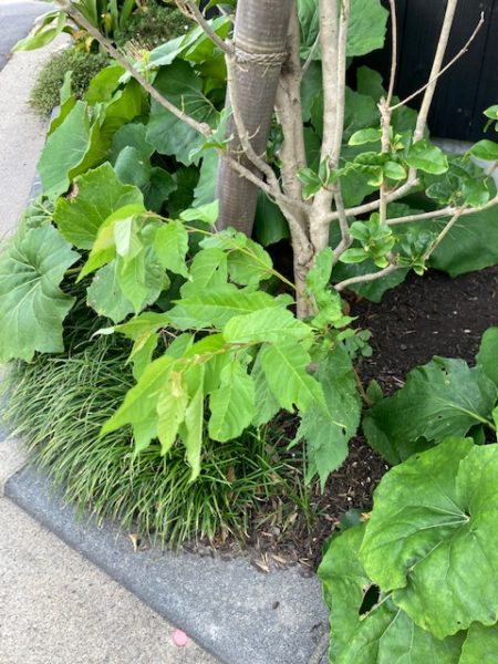 スマホで植物の名前を調べる方法