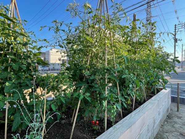 HARUMACHIガーデン Ⅱ