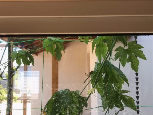 トンボがいます