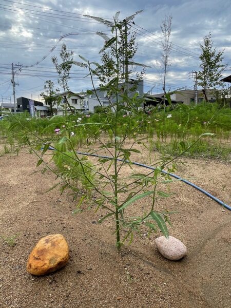 HARUMACHIガーデン Ⅲ