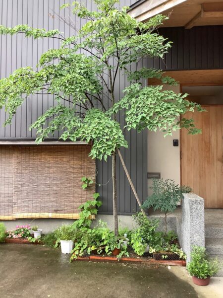 ヤマボウシと階段と手摺。