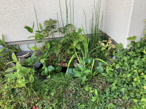 小さなビオトープ