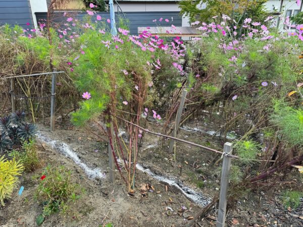 HARUMACHI ガーデン