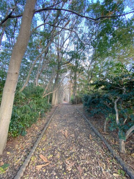 クリスマスルームツアーをインスタライブ配信します！