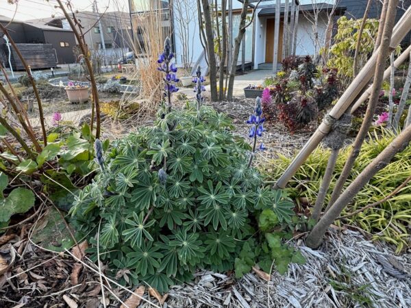 HARUMACHIガーデンの花たち