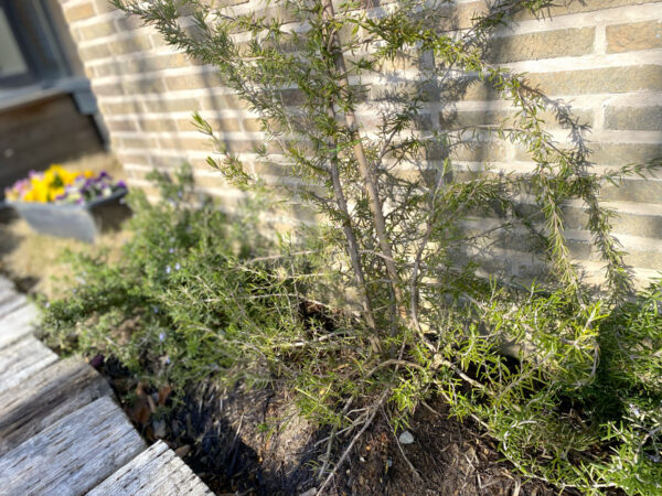 私もはじめたい！春からはじめるキッチンガーデン募集中