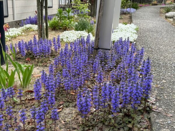 グランドカバーに植えました