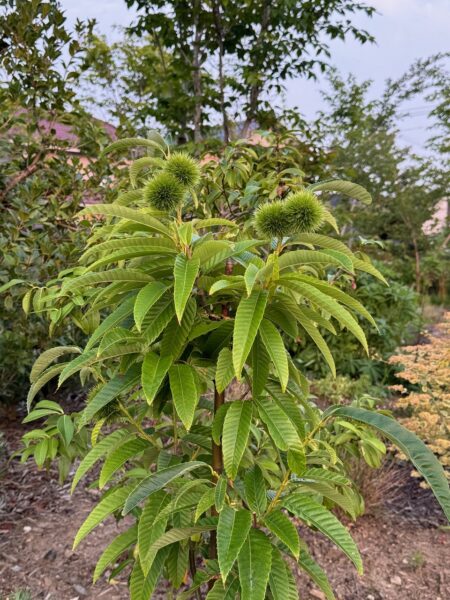 HARUMACHI ガーデン