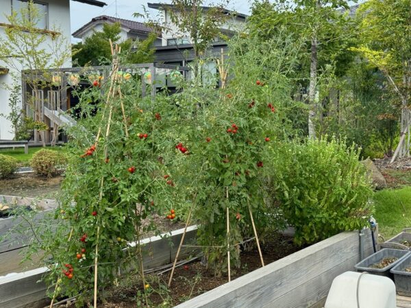 HARUMACHI ガーデン