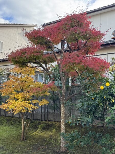 色のコントラスト