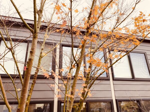 「雑木の庭」の四季折々の花木で彩る完成見学会