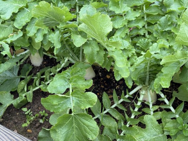 『栽培計画作戦』