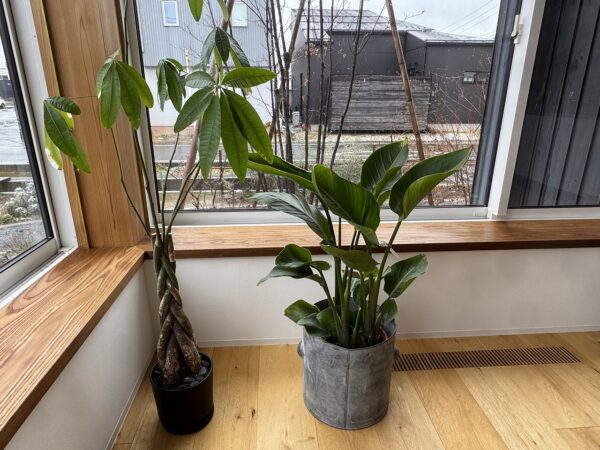 緑のオアシスを目指して