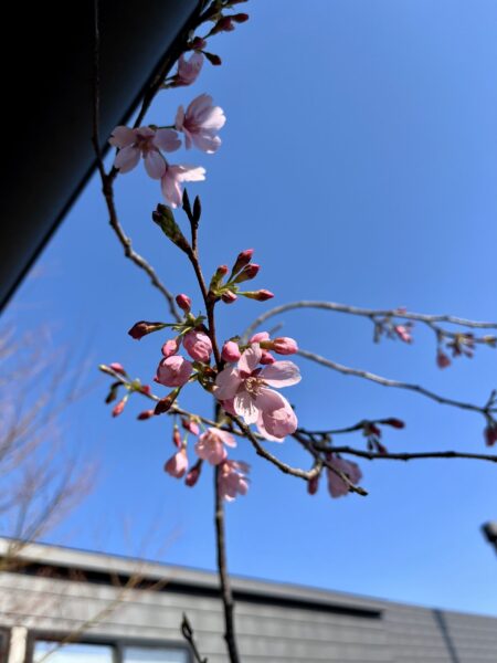 桜が咲きました！