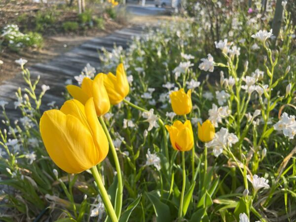 チューリップが咲きました