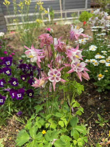 HARUMACHI ガーデン