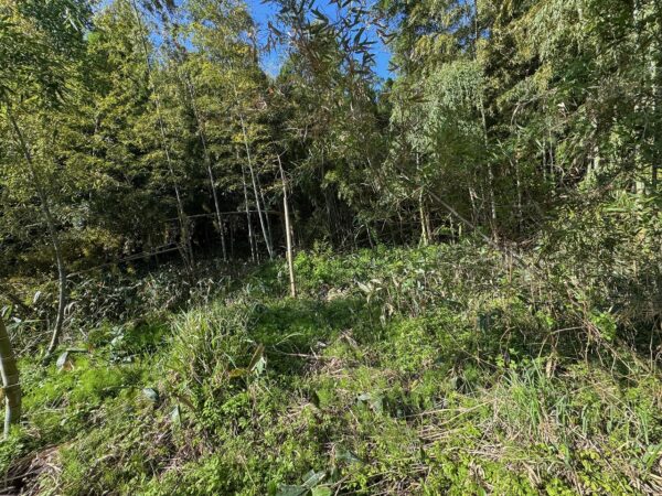 ウウオァーアー と猪の鳴き声。