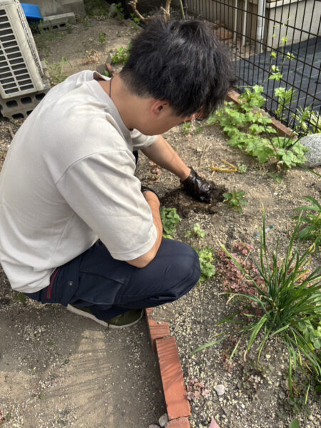 ニンニク収穫しました