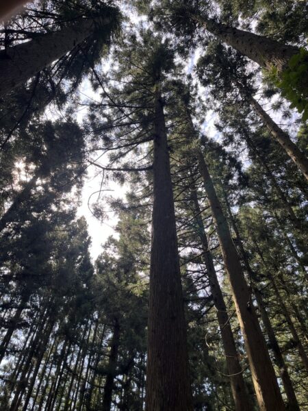 年輪が教えてくれる木のこと