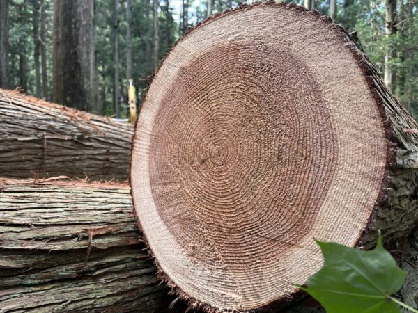 木材の検品に行ってきました。