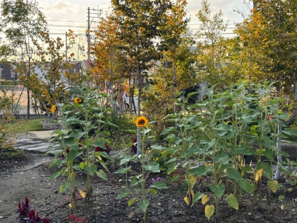 🌻 HARUMACHI coffee ひまわり便り２🌻