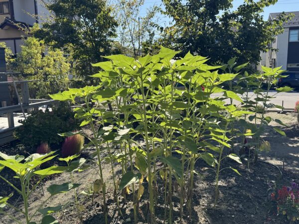 🌻 HARUMACHI coffee ひまわり便り 🌻