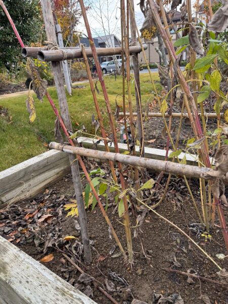 HARUMACHIガーデン菊芋収穫