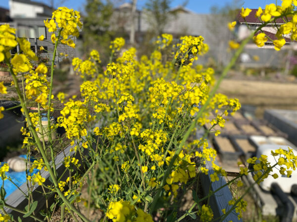 畑の菜の花