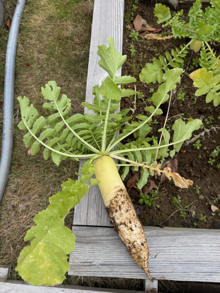 HARUMACHIガーデンの大根