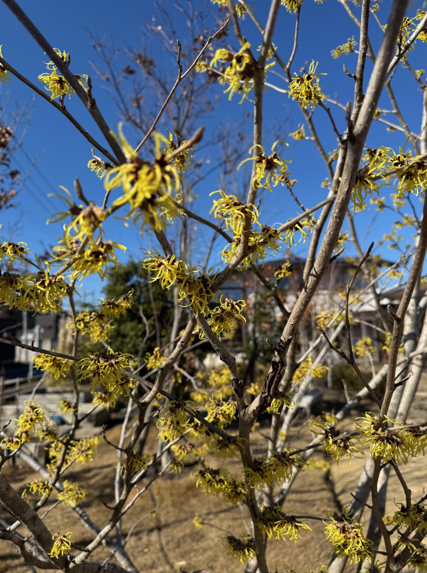 HARUMACHIガーデン